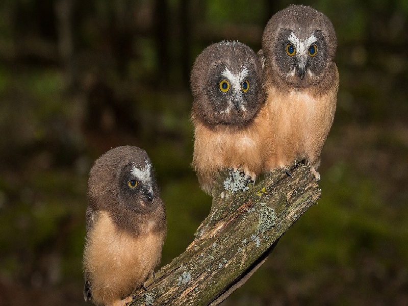 化学试管组装视频南昌_试管婴儿试管35b