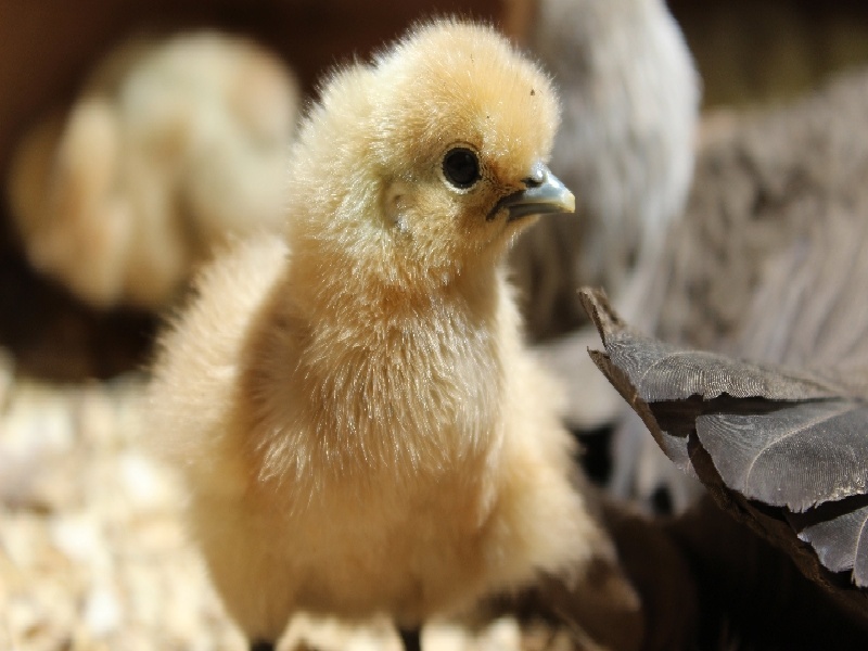 大卫早孕试纸试管上海试管有医保吗阿昌试管婴儿